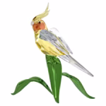 Idyllia Cockatiel