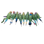 Crystal Myriad Gouldian Finches - Image 2
