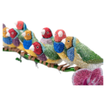 Crystal Myriad Gouldian Finches - Image 5