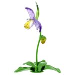 Florere Lady Slipper Orchid - Image 2