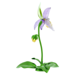 Florere Lady Slipper Orchid - Image 4