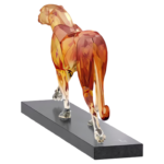 Limited Edition The Cheetah - Image 3